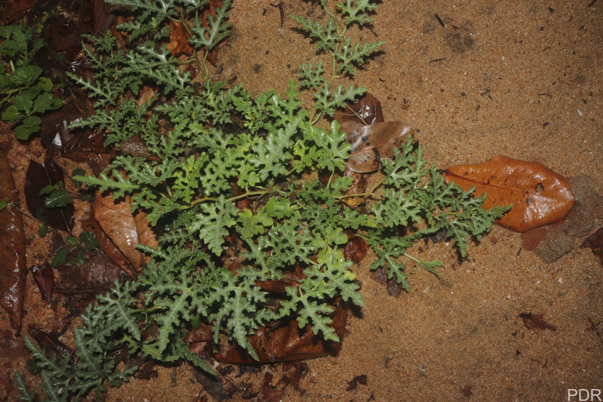 Citrullus colocynthis (L.) Schrad.